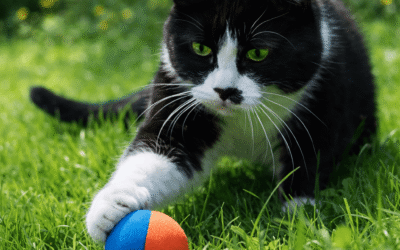 Katten